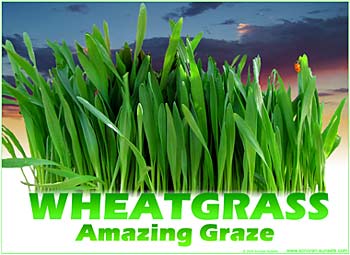 Wheatgrass - Amazing Graze Gifts